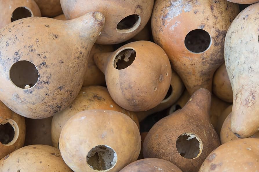 Bird House Gourd Seeds – Large Hard-Shelled Gourds for Birdhouses, Garden Decor, and Ornamental Containers, Grows on Vigorous Vines.